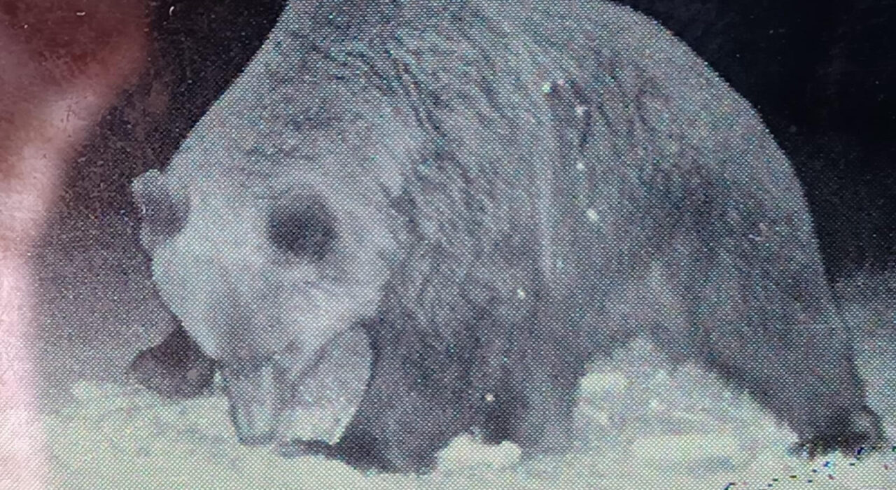 bear bear wolf watching