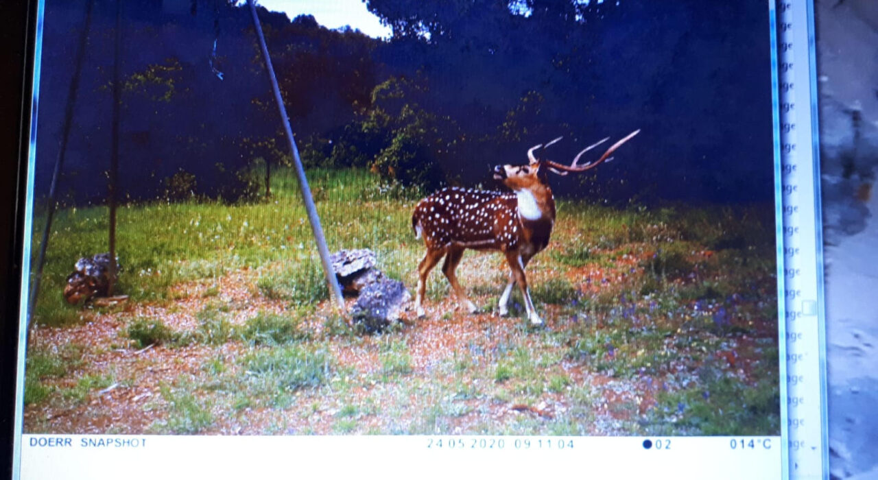bear and deer watching