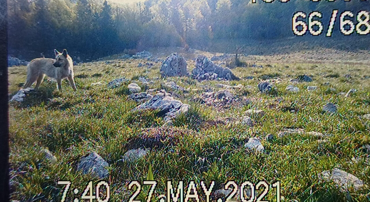 bear watching lika